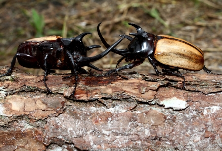 Rhinoceros beetles are fiercest fighting
