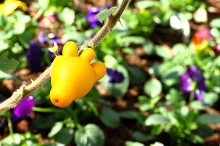 solanum mammosum plant in the north of Thailandの写真素材