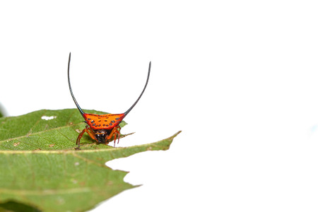 Macracantha arcuate on the leaves on a white backgroundの写真素材