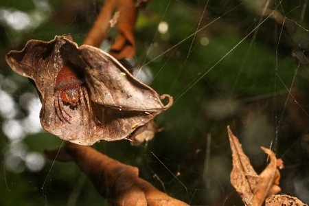 Cyrtophora spider On dry leavesの写真素材
