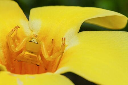 Macro of yellow crab spiderの写真素材
