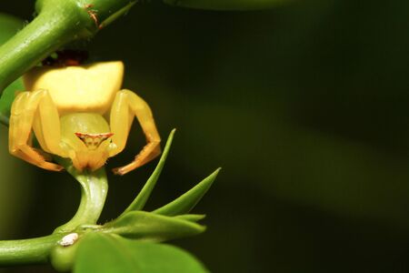 Macro of yellow crab spider