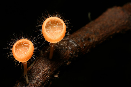Mushroom in deep forest , Cookeina tricholomaの写真素材