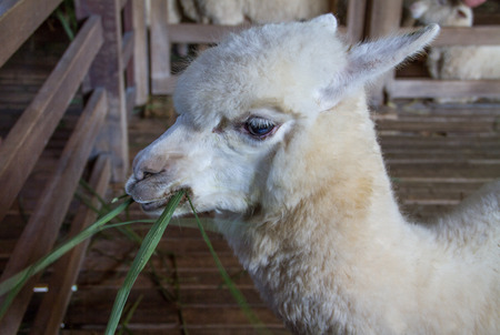 Alpaca stay in farm and alpaca eating grass.の写真素材