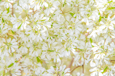 white flower texture and  backgroundの写真素材
