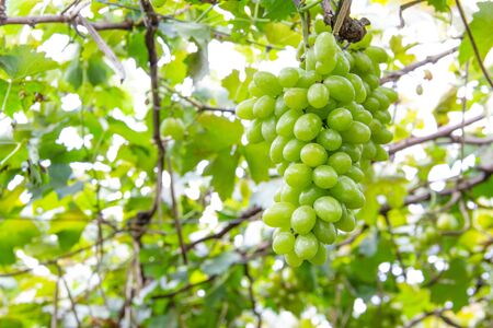 Bunches of green grapes in vineyardの写真素材