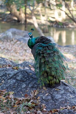 beautiful vibrant peacock standing on rock hill mountain backgroundの写真素材