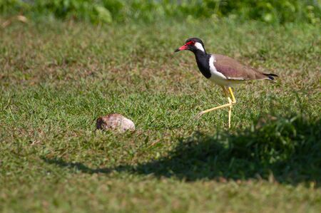 Red Wattled Lapwing bird walking on the grassの写真素材