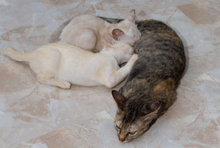 Two little kittens suck milk from his mother cat