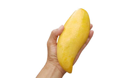 Man's hand, holding a fresh yellow mango. Mango skin sprinkled with water, reflected light on the mango head. white background, isolate image.の写真素材