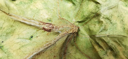 Close-up, middle of dry leaves, Buddha belly plant, bottleplant shrub, (Jatropha podagrica)....