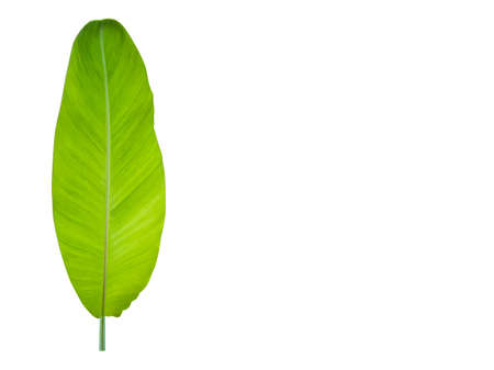 1 fresh banana leaf, standing upright, white background, Copy Space. Thailand.