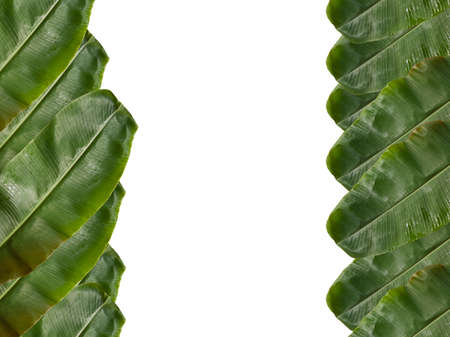Group of big green banana leaves. Tropical plants used as food components and other uses. White background in the middle of the picture.の写真素材