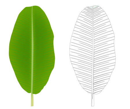 illustration. The first banana leaf is colored (green), The other leaf has black stripes, White background.のイラスト素材