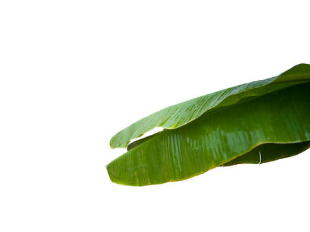 Banana leaves (upper part) wet with water, white background and isolated.の写真素材