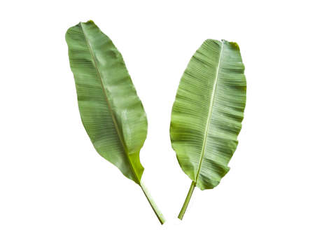2 banana leaves, white background and isolated. copy space.の写真素材