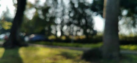 Blurred background and circle bokeh, morning park with trees,  sunlight and shadows.