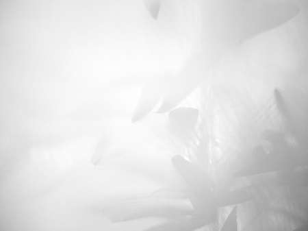 White canvas in front. Reflection of palm leaves, reverse side.の写真素材