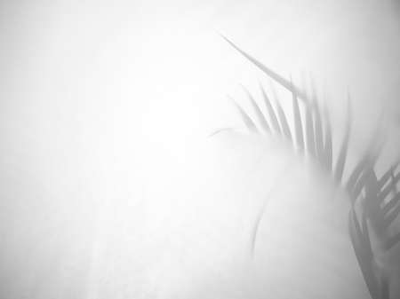 Tropical palm leaf shadow on white wall background. Copy space.の写真素材