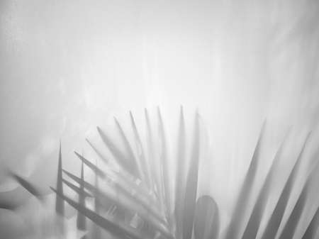 White canvas in front. Reflection of palm leaves, reverse side.の写真素材