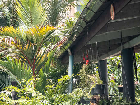 Rain flows down the roof and rain gutters. in the rainy season of the tropics in Asia.