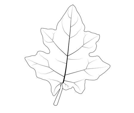 Vector. Solanum virginianum (Thai Eggplant) leaf, outline, plants and herbs, tropical Asia, white copy space.のイラスト素材