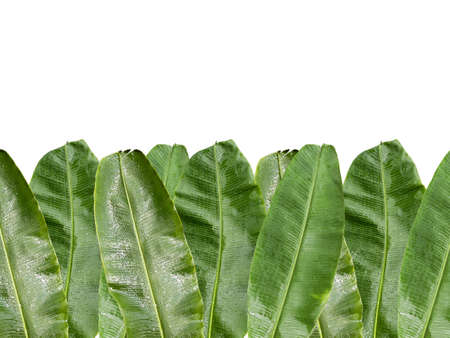 Top view. Fresh banana leaves, overlapping. Water drops all over the banana leaf area. copy space whiteの写真素材