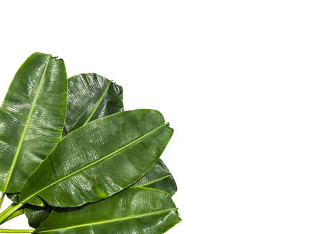 Top view. Fresh banana leaves (Five) and branches, overlapping. Water drops all over the banana leaf...