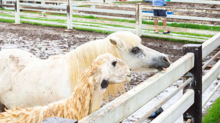 The horse and the white sheep are in the stable. At the farm or zooの写真素材