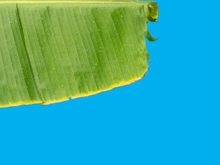 Big banana leaf, draped over, top of image, bottom is copy space and blue background.の写真素材