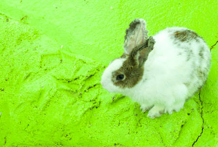 white rabbit, sitting and resting, on light green concrete floor, copy space and isolatedの写真素材