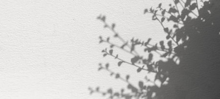 Soft shadow of tropical natural leaves. tree leaves isolated on white cement backgroundの写真素材