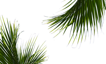 Tropical natural leaves. part palm leaf isolated on white backgroundの写真素材