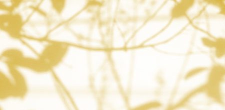 cement wall background. floor and gold matalic shadow tree leaves background.の写真素材