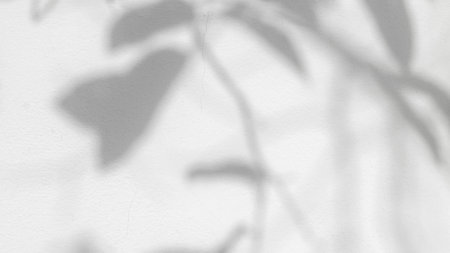Blurred and gradient background of tree leaves. Natural pattern, gray shadow. Copy space and white cement wall backgroundの写真素材
