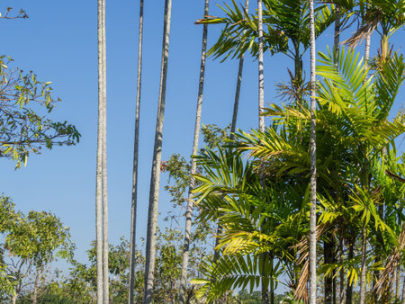 blue sky background with palm leaves and copy spaceの写真素材