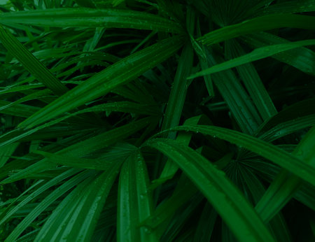 Beautiful Nature Pattern Of Dew Drops And Dark Green Palm Leaves. Green Leaf And Water Drops.の写真素材