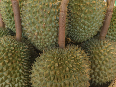Close-up of durian pile. Popular Southeast Asia