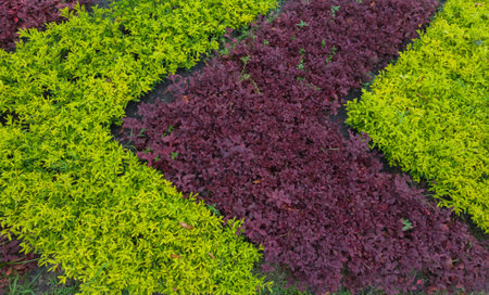 Close-up of a tropical shrub. Golden Dewdrop and Aerva sanguinolenta plants in a garden or public parkの写真素材