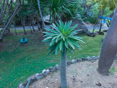 Close-up of a tropical shrub. Pachypodium lamerei plants in a garden or public parkの写真素材