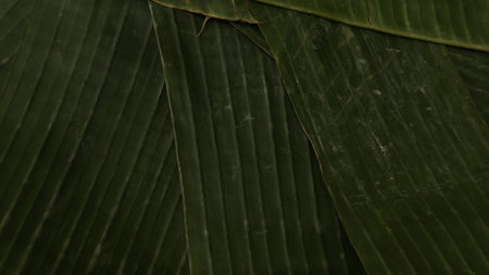 Banana leaves nature background overlapping. Rural pattern wrapping or placing local tropical snacks
