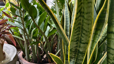 Beautiful natural background of succulent and drought-resistant plants. Small, shrubs, ornamental...