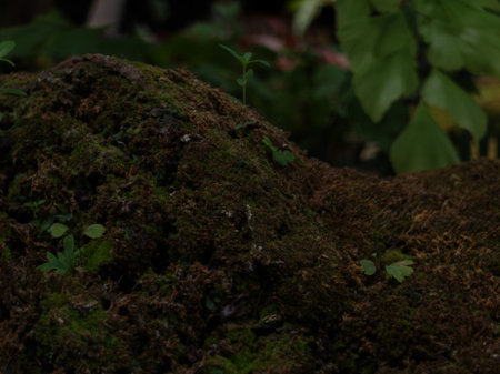 Dark close up of moss on rocks and blurred green leaves nature background. Copy space for placing...