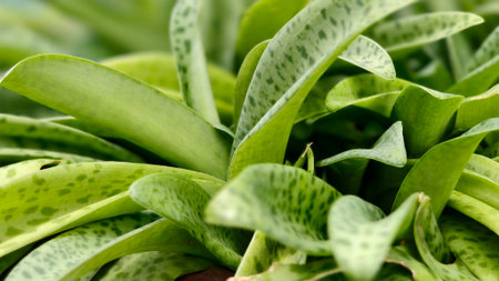 Beautiful natural background of succulent and drought-resistant plants. Small, shrubs, ornamental and cute flowers for city lifeの写真素材