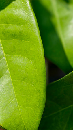 A bright green leaf with a partial view, emphasizing the youthful curves and glossy surface. Behind...