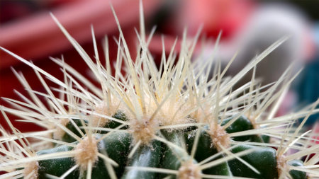 Close-up of a white, spiky cactus. Macro and eye-level view of a dark green cactus.の写真素材