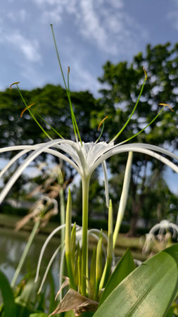 Close-up of a pure white flower with elongated petals and prominent stamens. The blurred background highlights the greenery and the pale blue sky. Pure beauty.の写真素材