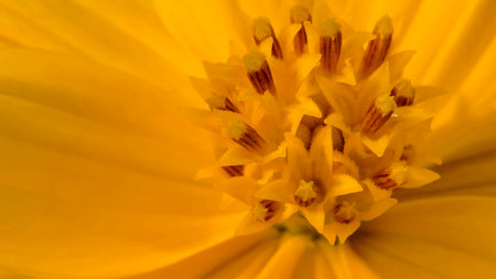 macro shot of a vibrant yellow flower, not fully captured, emphasizing the beauty of its anthers and...