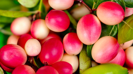 vibrant close-up cluster of Carissa carandas fruits commonly known as Karonda or Bengal currants...