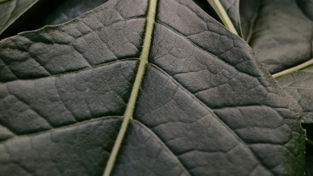 Extreme close-up of dark green leaves featuring intricate vein patterns and a matte texture. A moody...